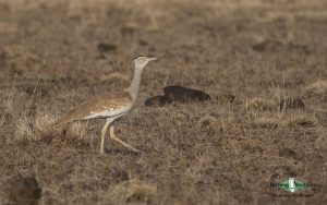 Cameroon birding tours