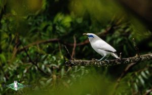 Indonesia birding tours