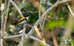 Indonesia birding tours