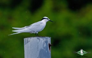 Biak, Numfor and Kofiau birding tours