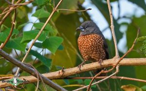 Cameroon birding tours