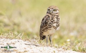 Southern California birding tour