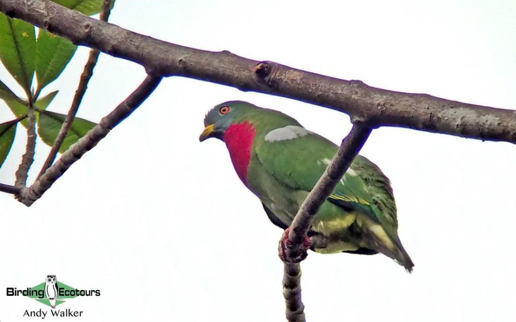 Biak, Numfor and Kofiau birding tours 