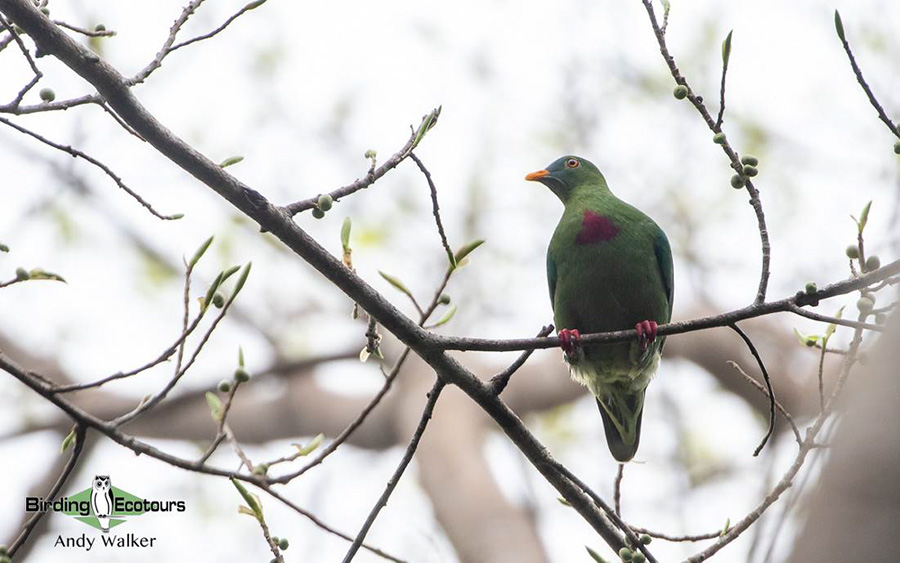 West Papua birding tours