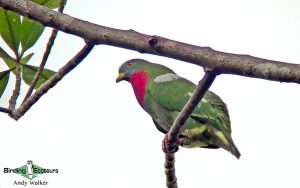 Biak, Numfor and Kofiau birding tours