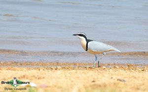 Cameroon birding tours