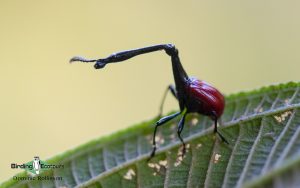 Madagascar birding tours