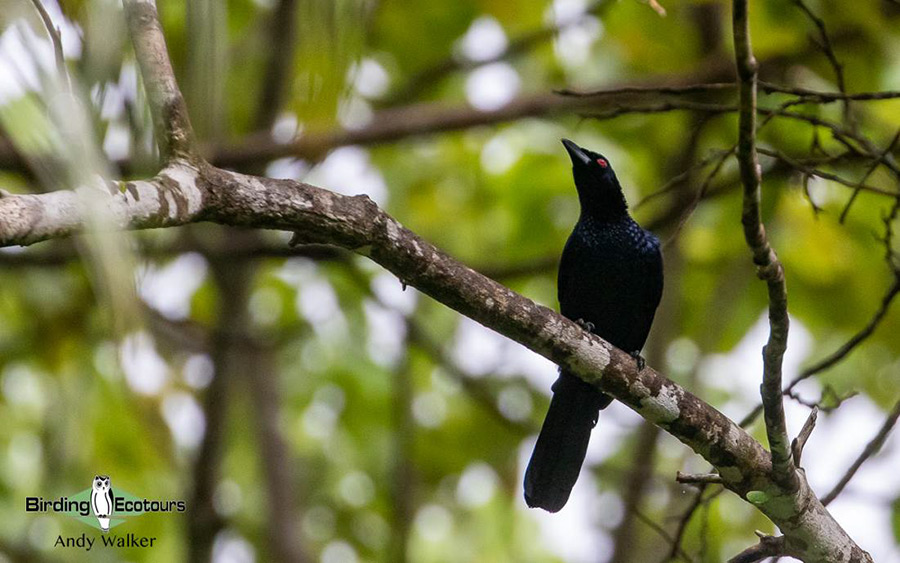 West Papua birding tours