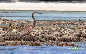 Biak, Numfor and Kofiau birding tours