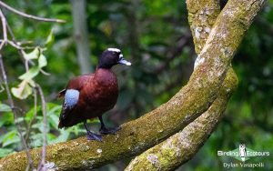 Cameroon birding tours