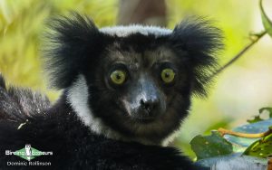 Madagascar birding tours