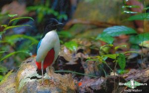 Indonesia birding tours