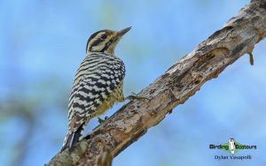 Southern California birding tour