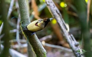 West Papua birding tours