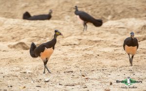 Indonesia birding tours