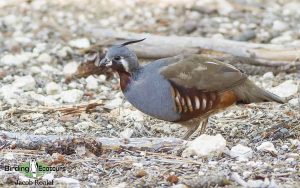 Southern California birding tour