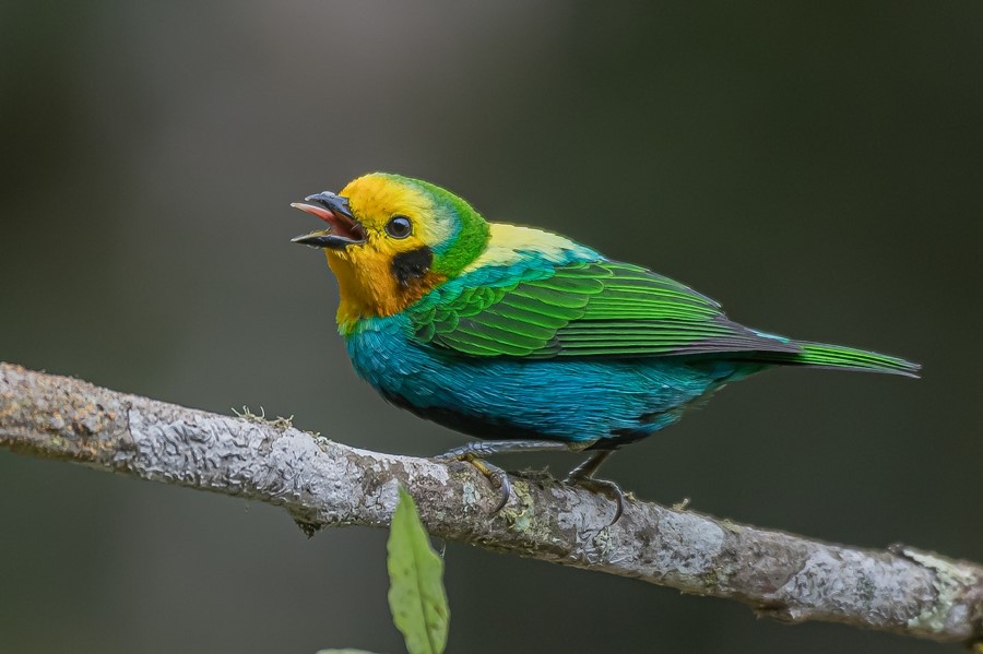 Colombia birding tours