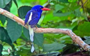 Biak, Numfor and Kofiau birding tours