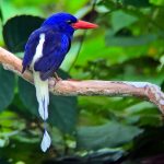 Biak, Numfor and Kofiau birding tours