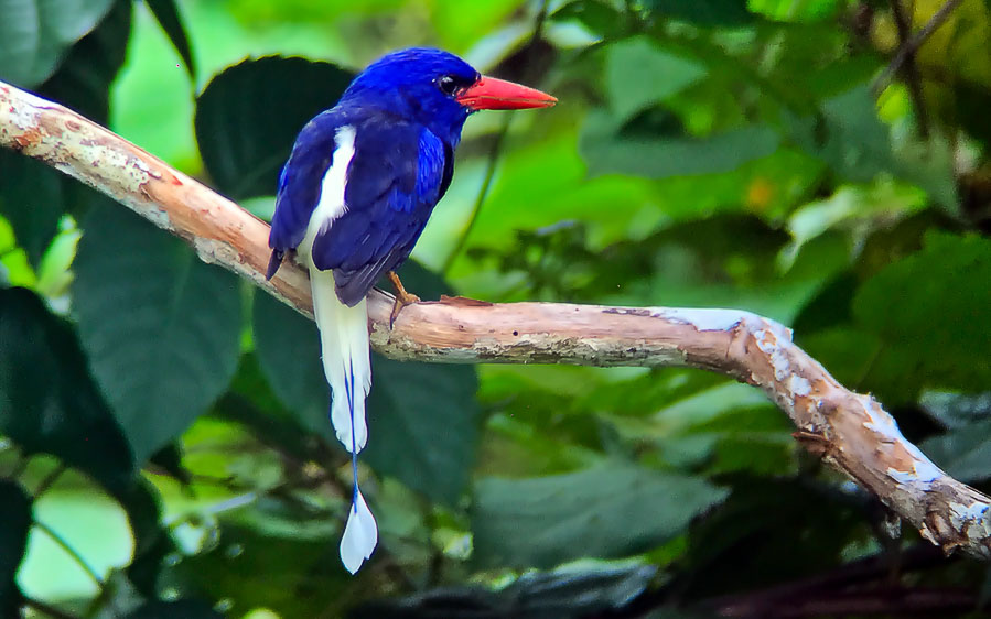 Biak, Numfor and Kofiau birding tours