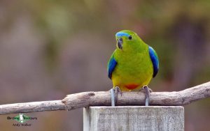 Australia birding tours