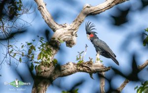 Biak, Numfor and Kofiau birding tours