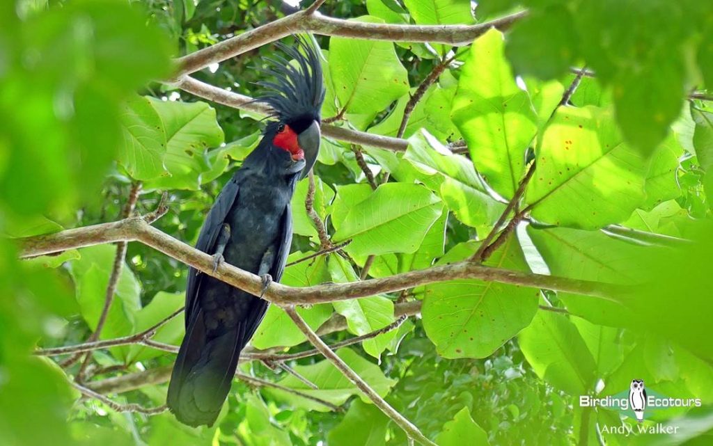 Biak, Numfor and Kofiau birding tours 