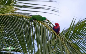 Biak, Numfor and Kofiau birding tours