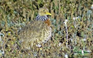 Australia birding tours