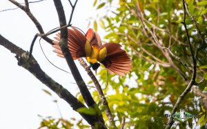 West Papua birding tours