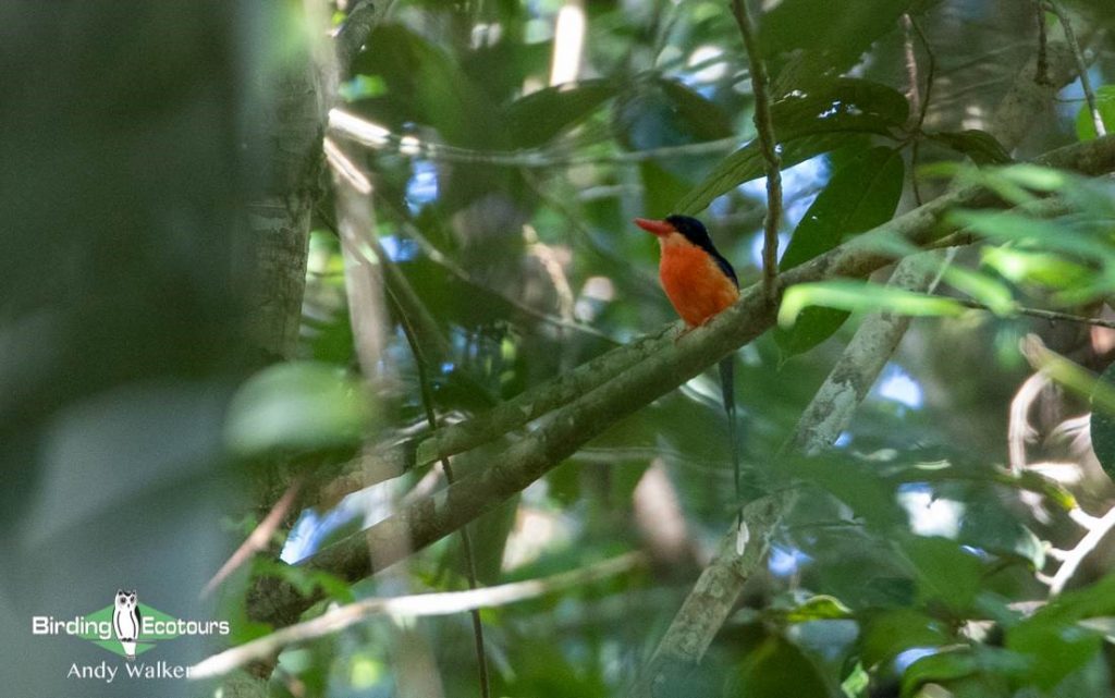 Biak, Numfor and Kofiau birding tours 