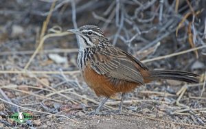 Namibia birding tour