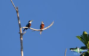 Biak, Numfor and Kofiau birding tours