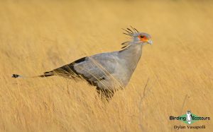 Namibia birding tour