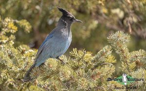 Southern California birding tour