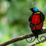 West Papua birding tours