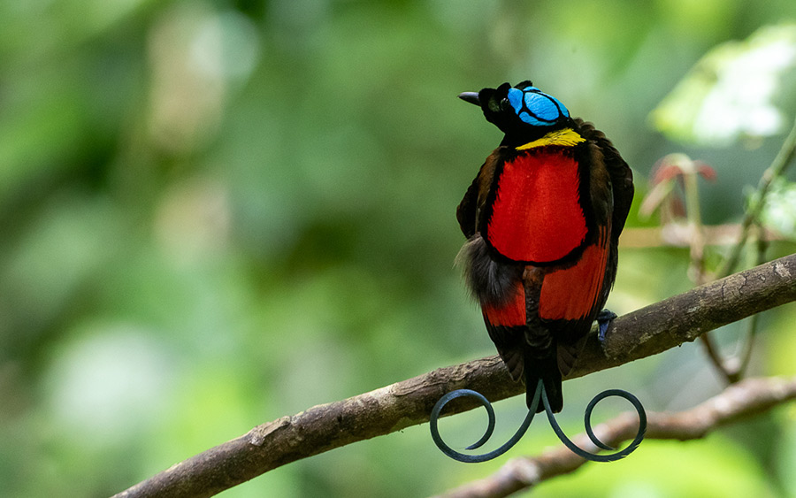 West Papua birding tours