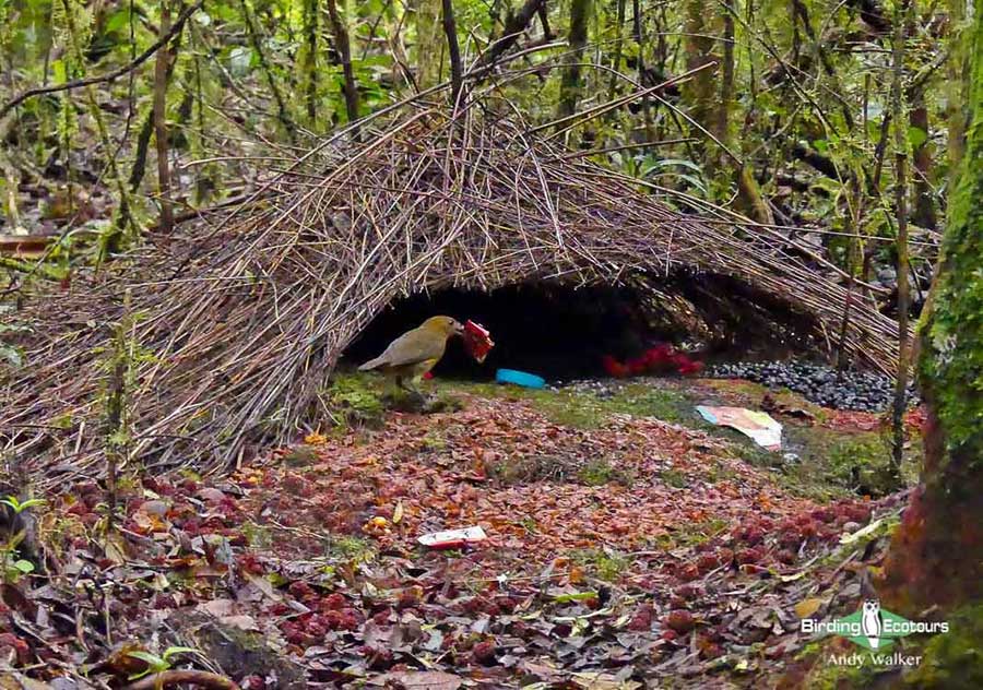 West Papua birding tours