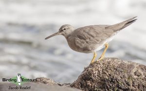 Southern California birding tour