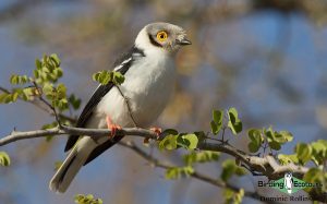 Gambia birding tours