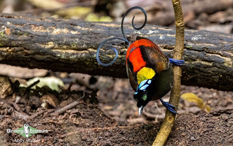 West Papua birding tours