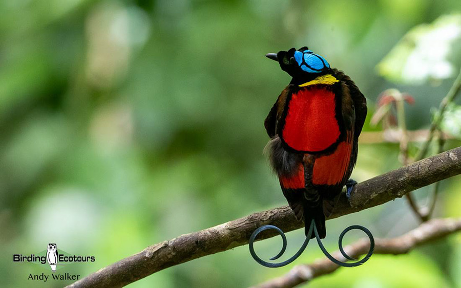 West Papua birding tours