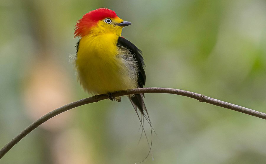 Colombia birding tours