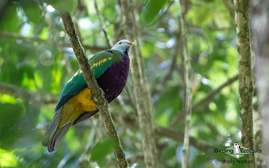 West Papua birding tours