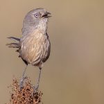 Southern California birding tour