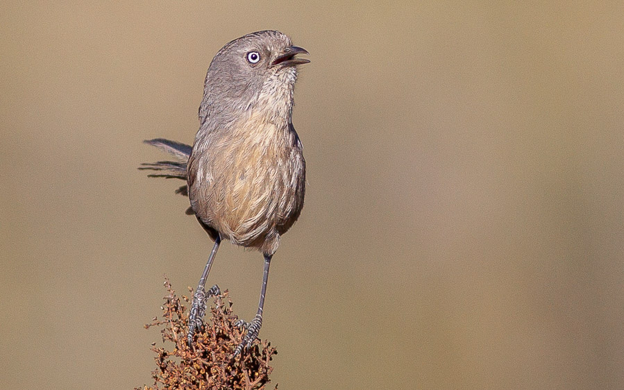 Southern California birding tour