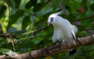 Indonesia birding tours