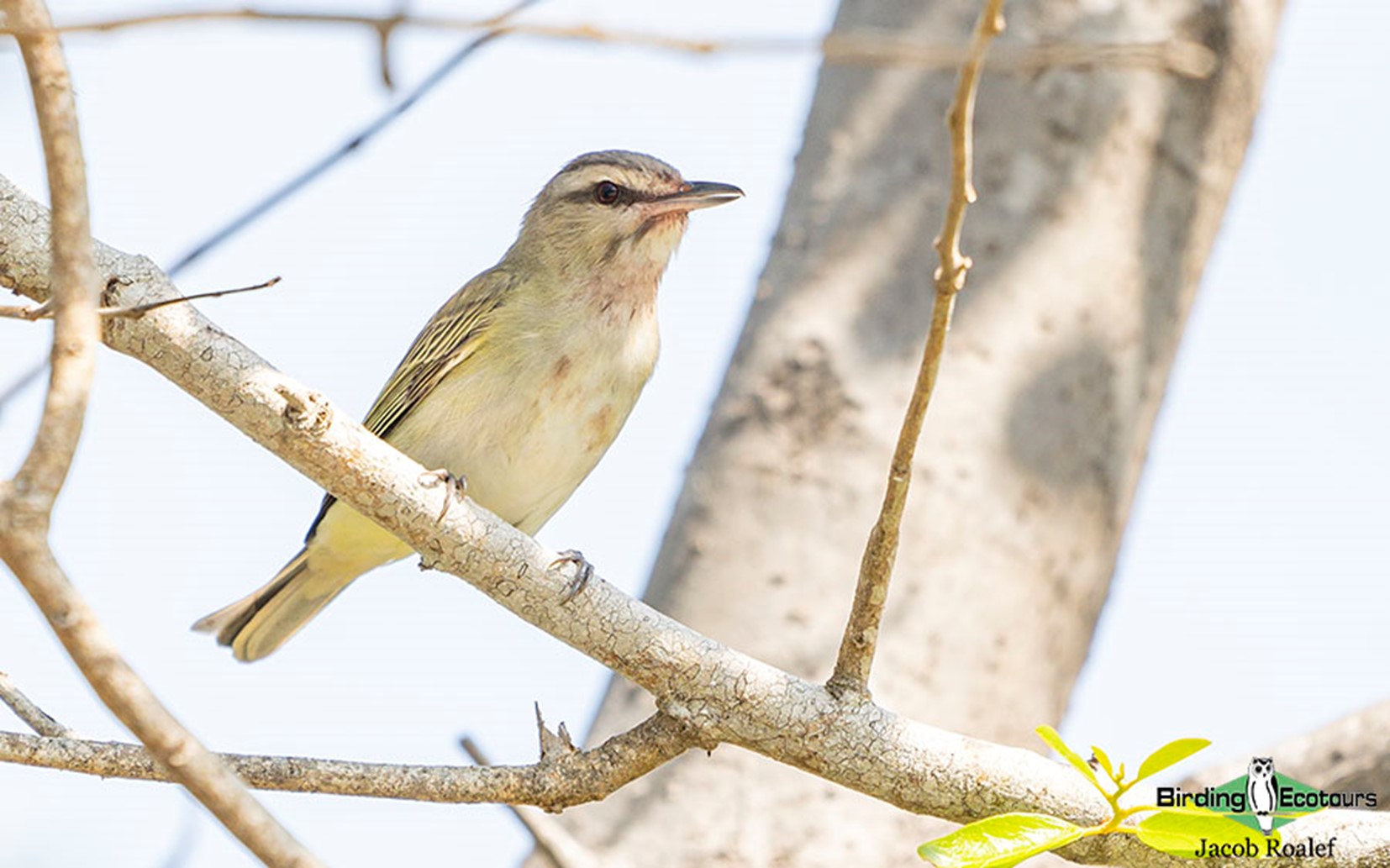 florida bird watching tours