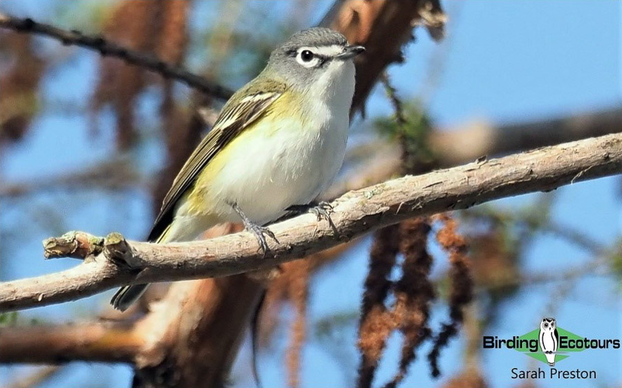 Ohio birding day report 2023