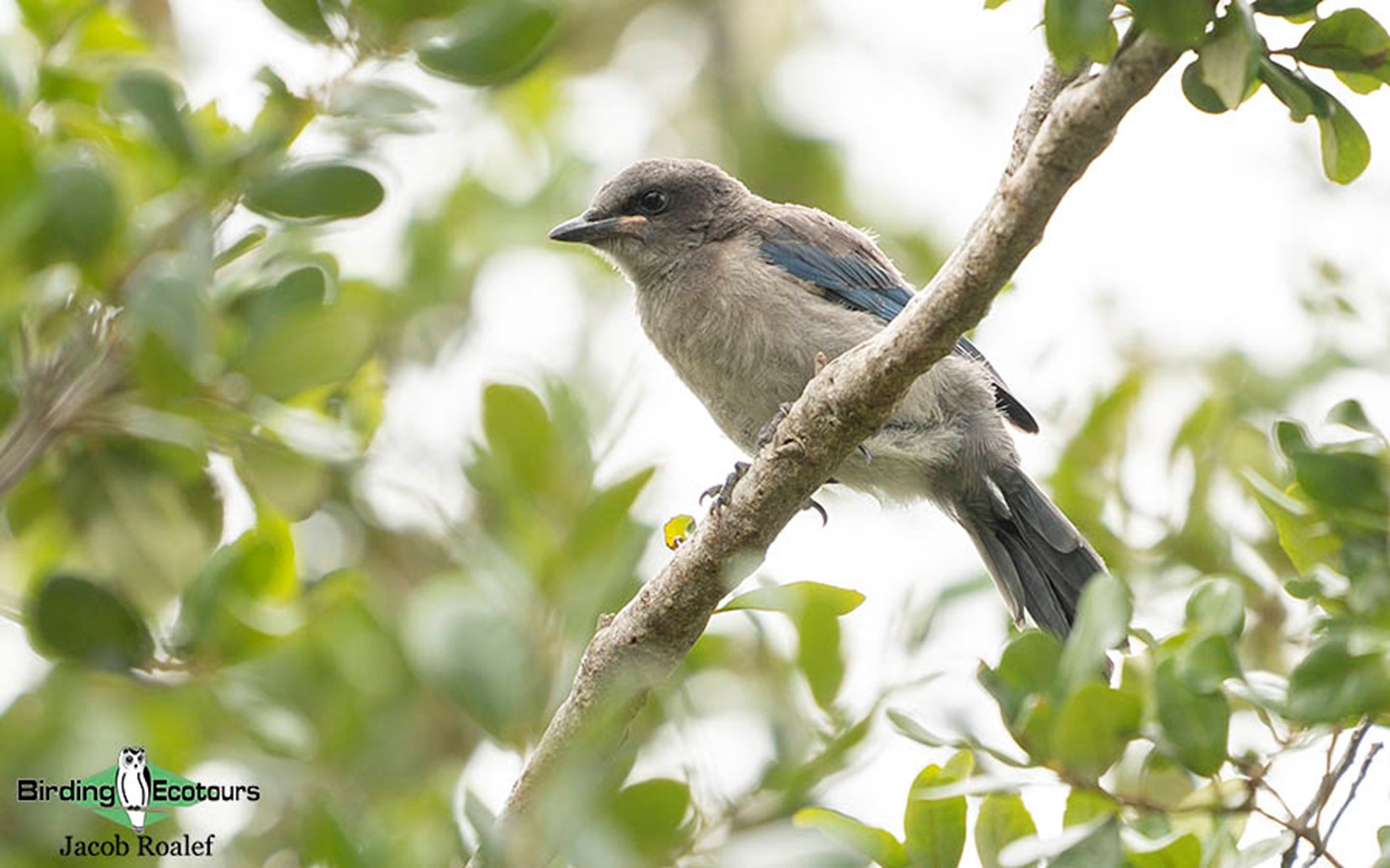 florida bird watching tours